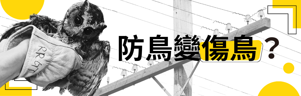 【防鳥變傷鳥？】防鳥膠有多黏、廠商怎麼說 3分鐘影片一次看懂's story cover image