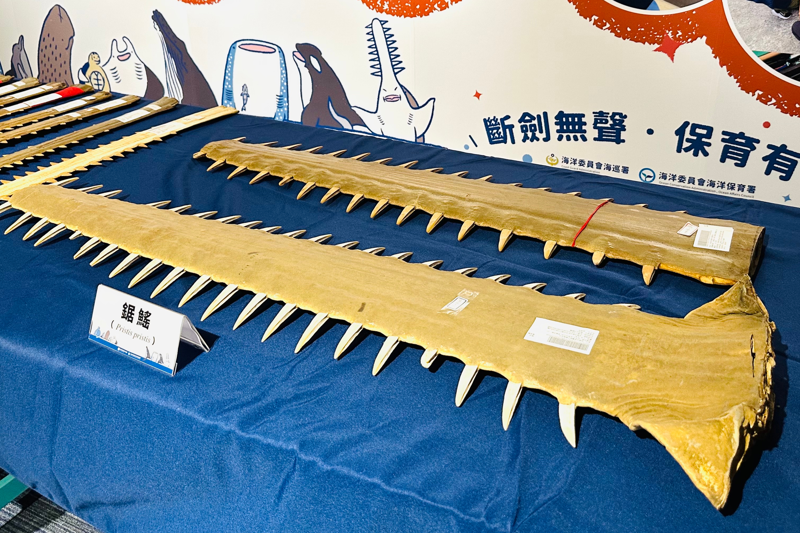 極危「鋸鰩」台灣30年無蹤 竟查獲市值逾百萬鯊魚劍's story cover image