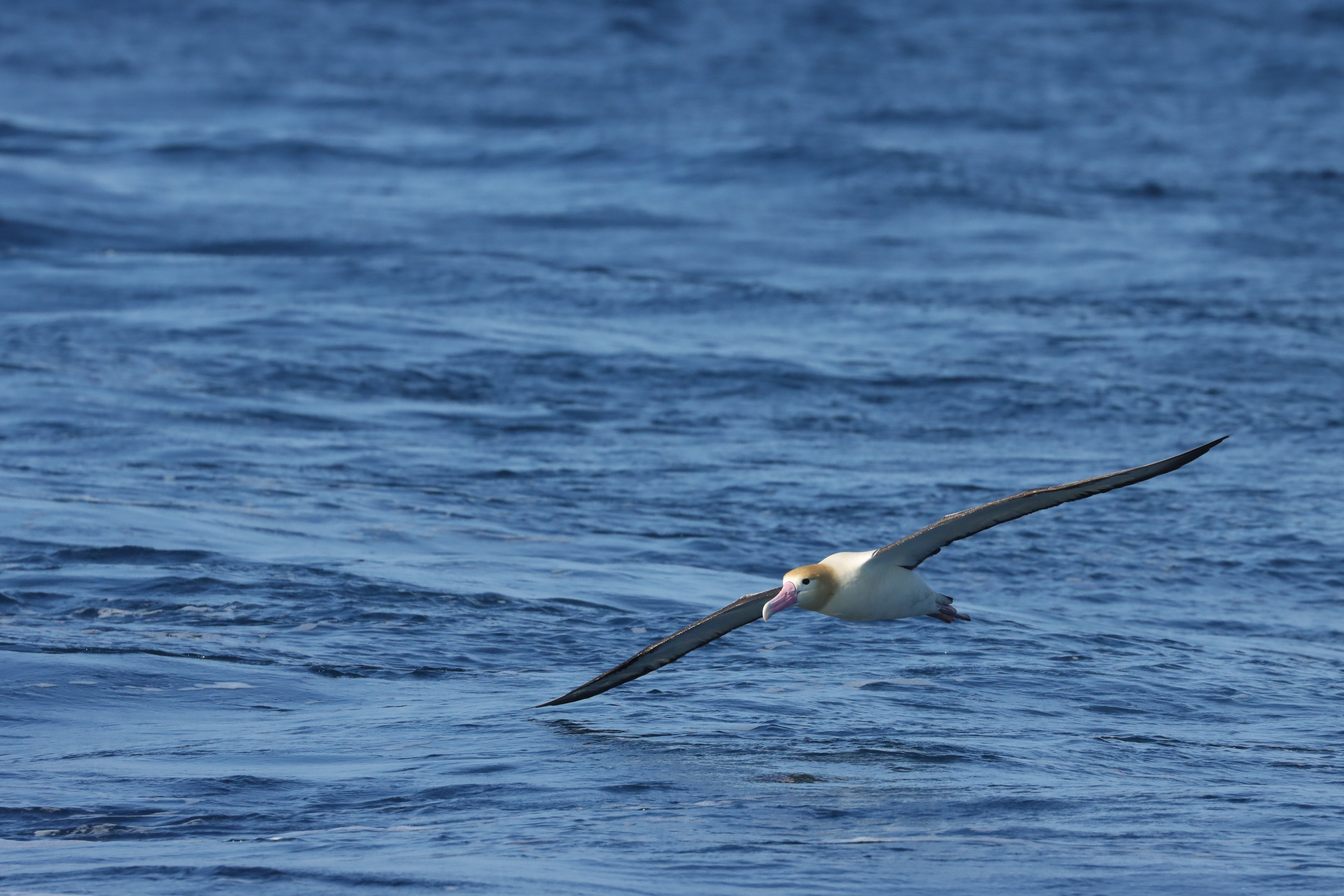 海鳥：終生漂泊大海只有繁殖期登陸 認識台灣三種信天翁's story cover image