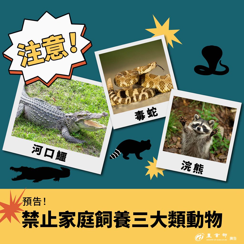 禁養名單新增641種動物 浣熊、毒蛇上榜 狐獴將列有條件飼養「灰名單」's story cover image