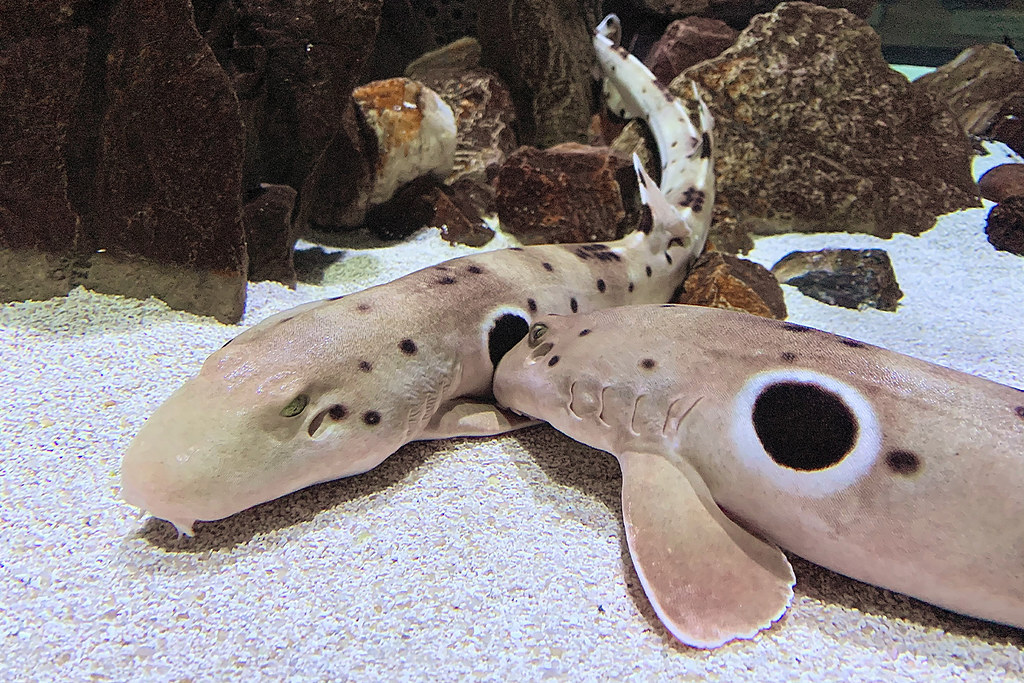 抖音炫耀帶起飼養鯊魚潮 專家：你不適合養鯊的五個理由's story cover image