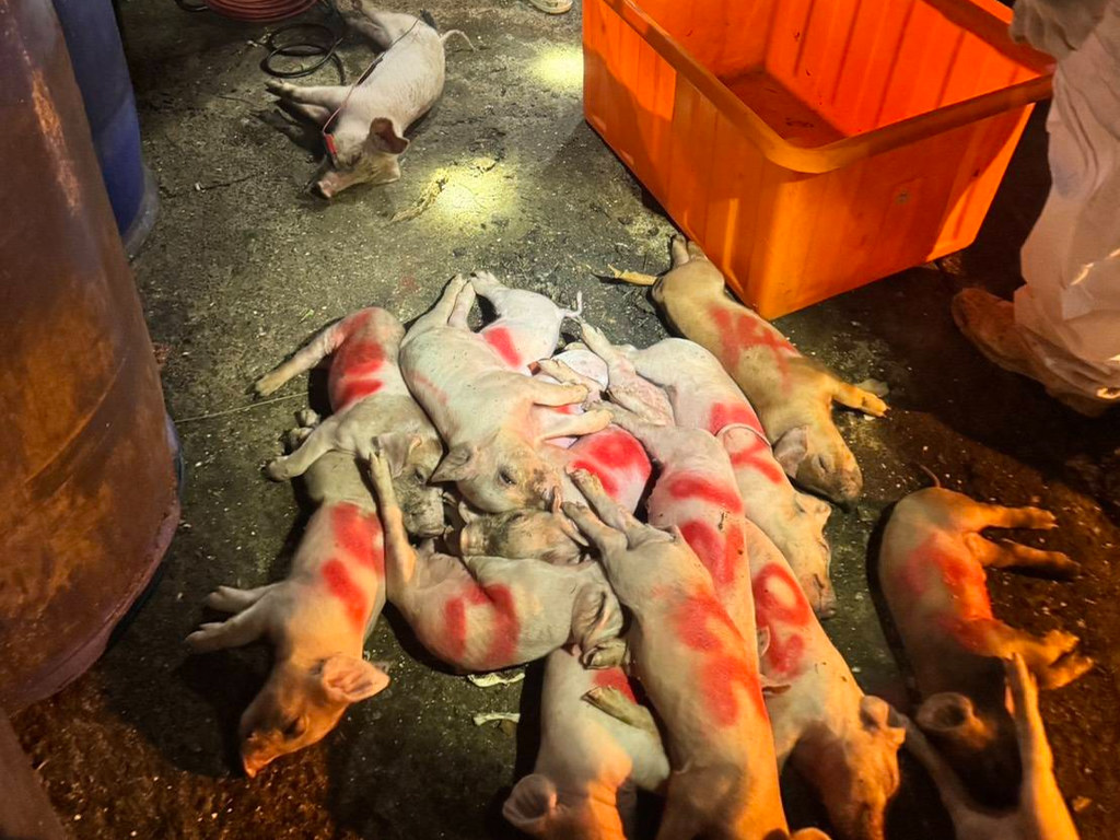 監察院萬字還原非洲豬瘟疏失細節 彈劾台中市府三首長一組長's OG Image