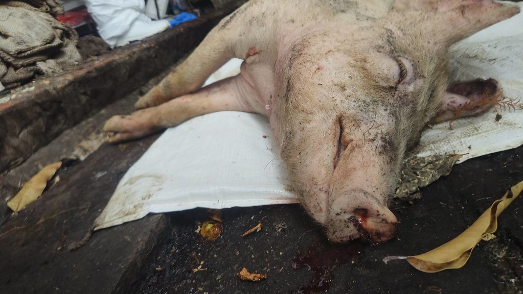 首宗本土非洲豬瘟案例突襲台中  10日內死117頭豬隻's story cover image