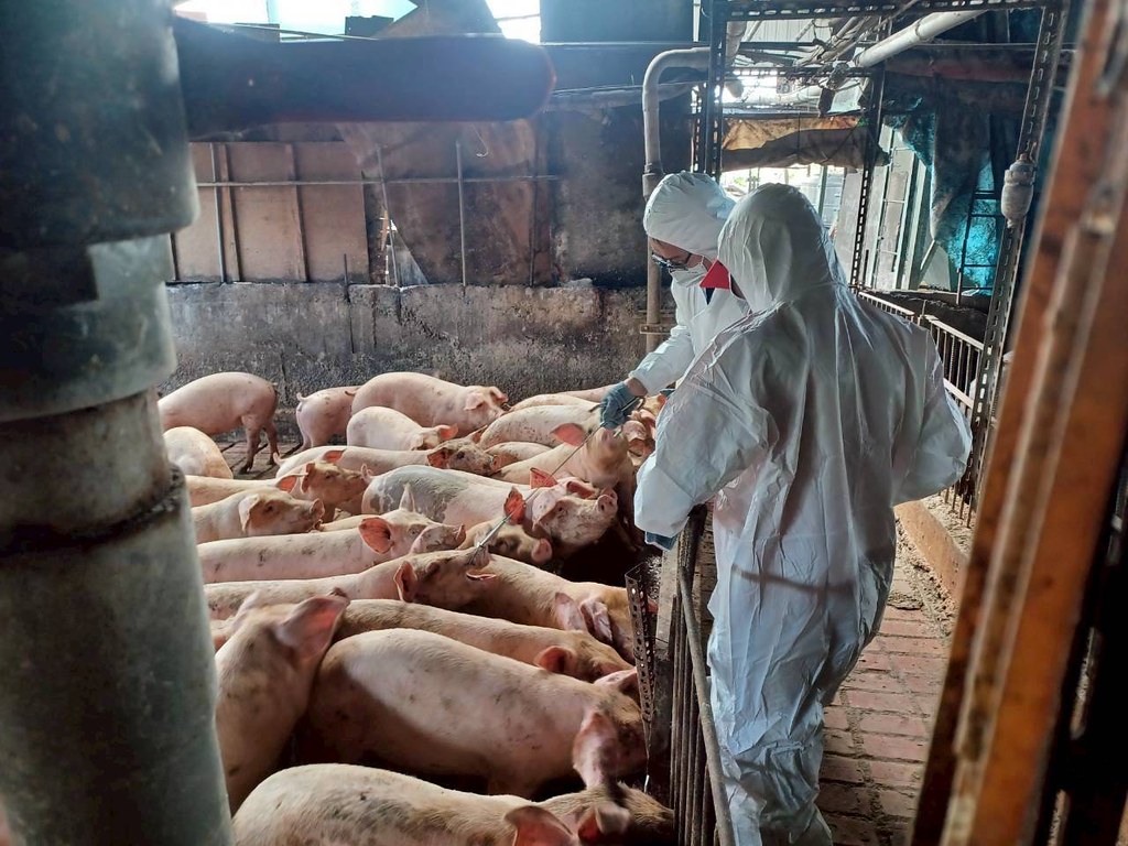 我國非洲豬瘟首爆發 一文看清豬場與台中市府如何環環出事's story cover image