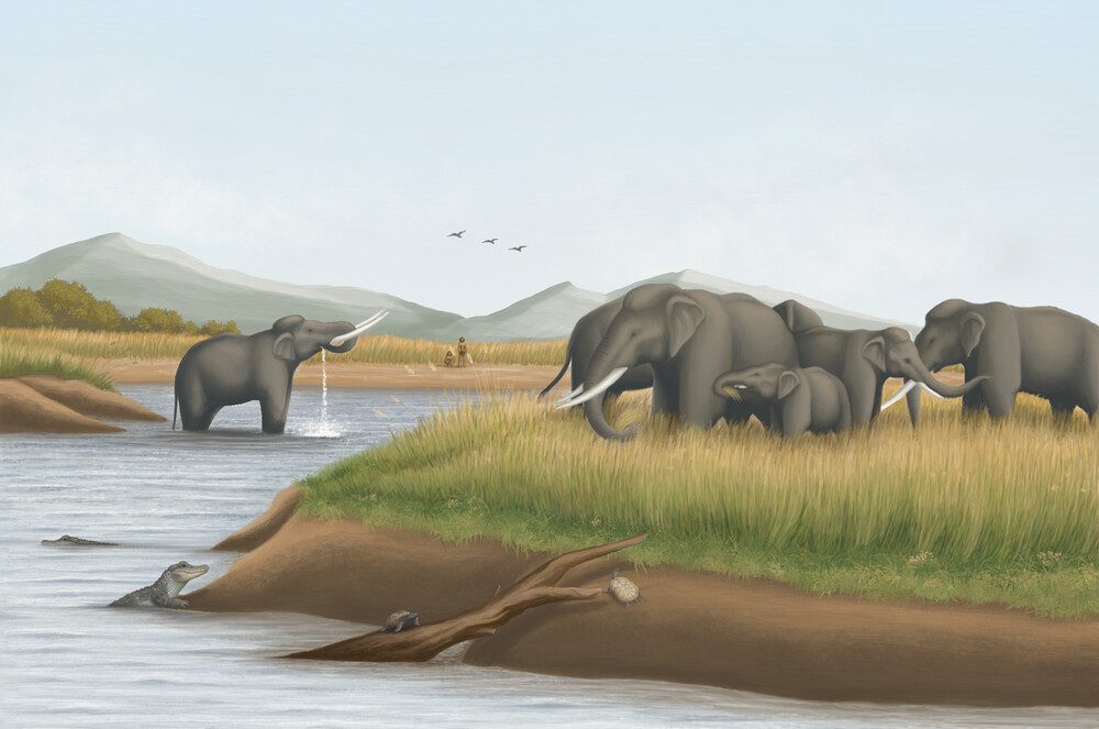 古巨象牙齒揭露萬年秘密 台灣海峽在冰河期曾為草原's OG Image