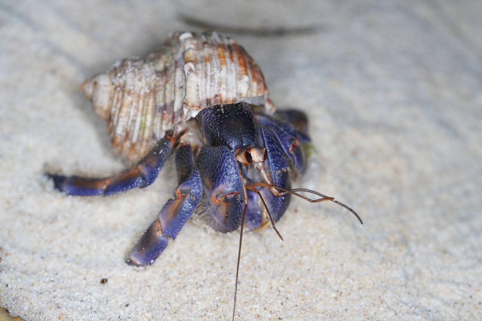 美麗的紫色誘惑：台日陸寄居蟹貿易暗潮's story cover image