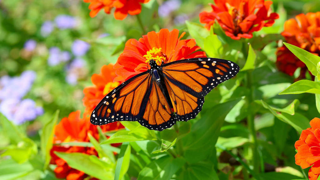 比一粒米還輕！ 太陽能發電的微型追蹤器 揭北美帝王蝶千里遷徙軌跡's story cover image