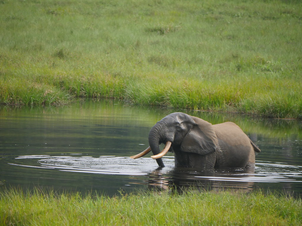 糞便點點名 DNA科技揭非洲森林象數量's story cover image