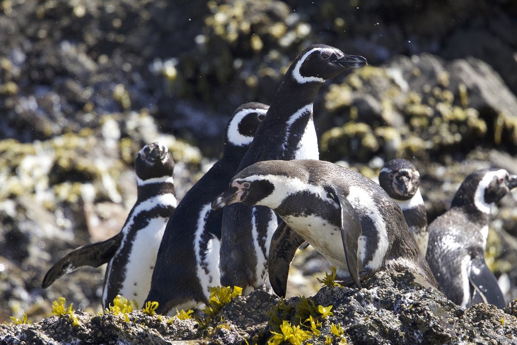 食物短少又遇禽流感 智利洪堡企鵝剩不到2萬隻列入「瀕危」's story cover image