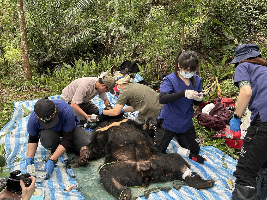 三度侵擾部落 台灣黑熊阿里曼捕捉後送北市動物園安置's story cover image