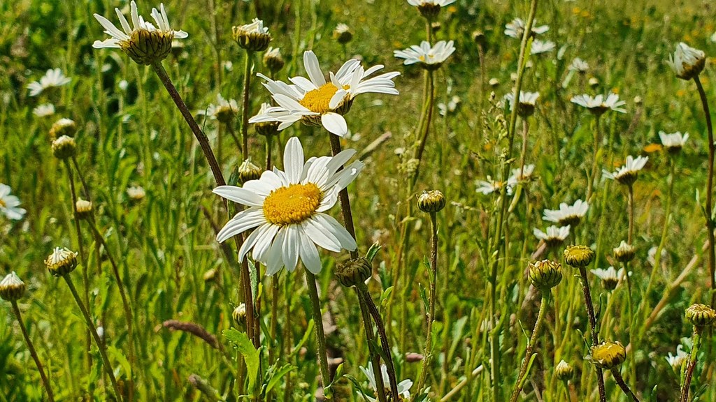 英國「新年植物尋寶」15年 民眾紀錄野花盛開揭暖化證據's OG Image