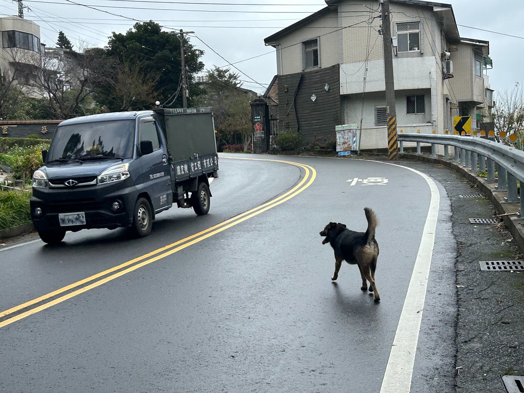 農業部「犬蹤地圖APP」幫浪浪打卡 野保團體建議增加餵食點回報功能's OG Image