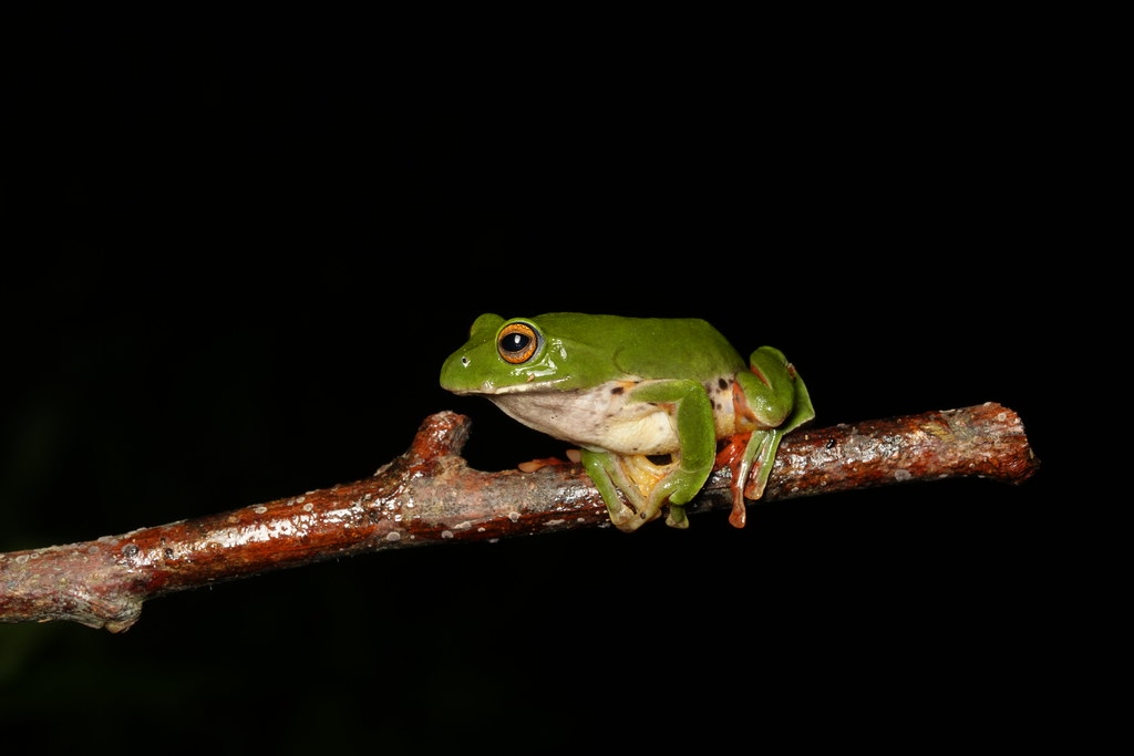 中興大學研究找出莫氏樹蛙的「耐熱極限」 低海拔族群更易受暖化衝擊's OG Image
