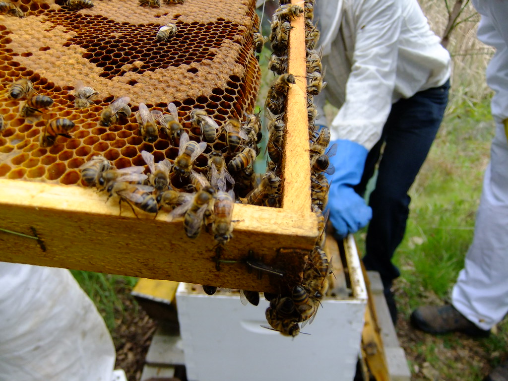 辦公室養蜂好療癒 真紓壓還是假永續？'s OG Image