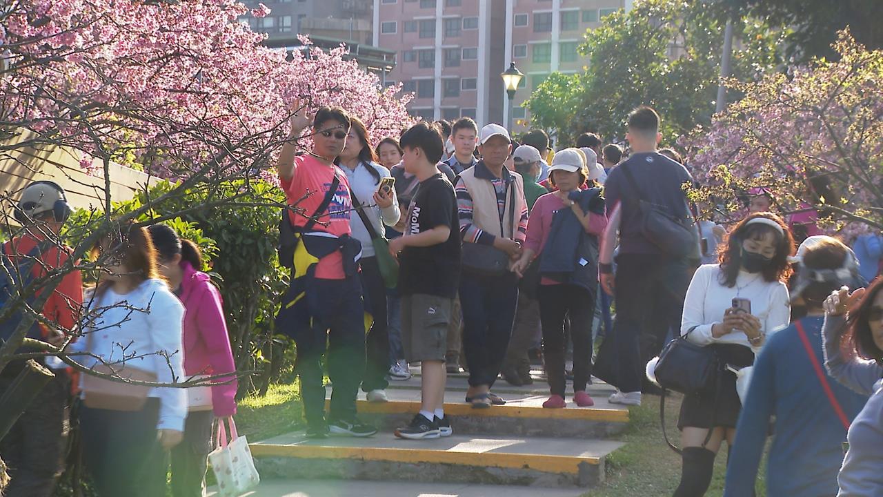 台北賞櫻秘境! 內湖.汐止三色櫻盛開 淡水賞台灣山櫻花's story cover image