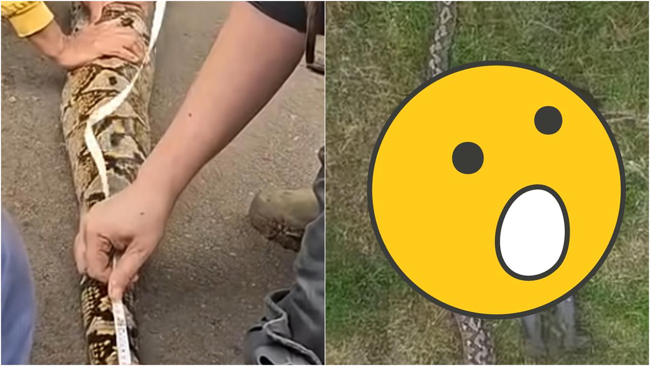 野生「巨蟒之王」亞洲現蹤！驚人特寫畫面流出