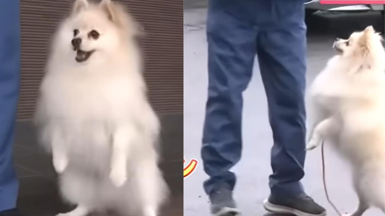 靠可愛破案？日本博美警犬出道網笑：犯人先摸再投降