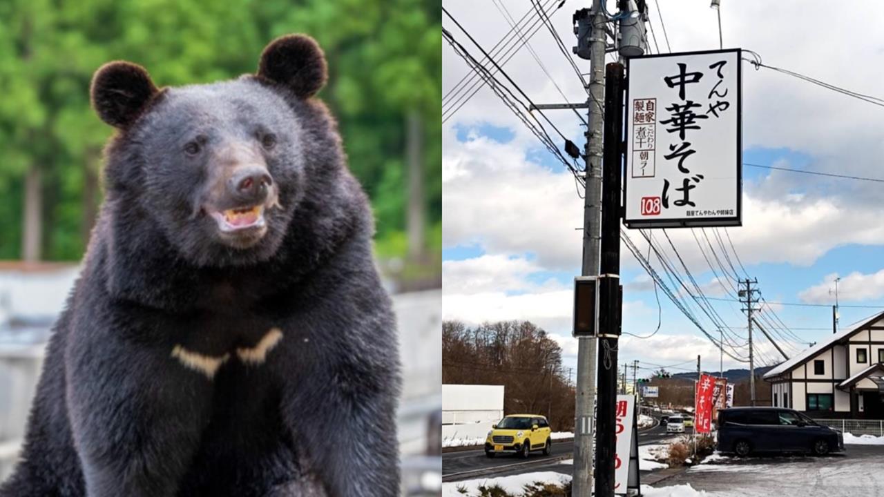 員工遭「熊襲」勇猛抵抗！「臉遭巨爪劃傷」忍痛回崗煮麵