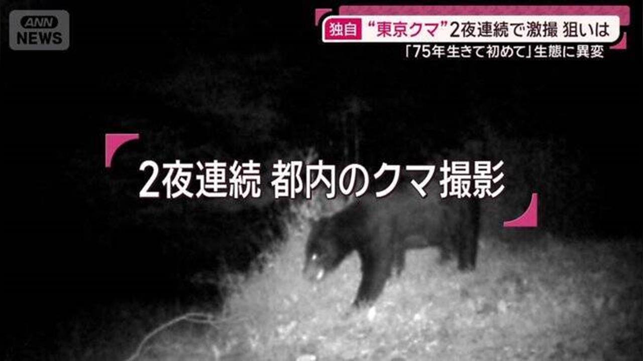 旅日注意！75年來首見！　東京近郊驚傳「成年熊出沒民宅」