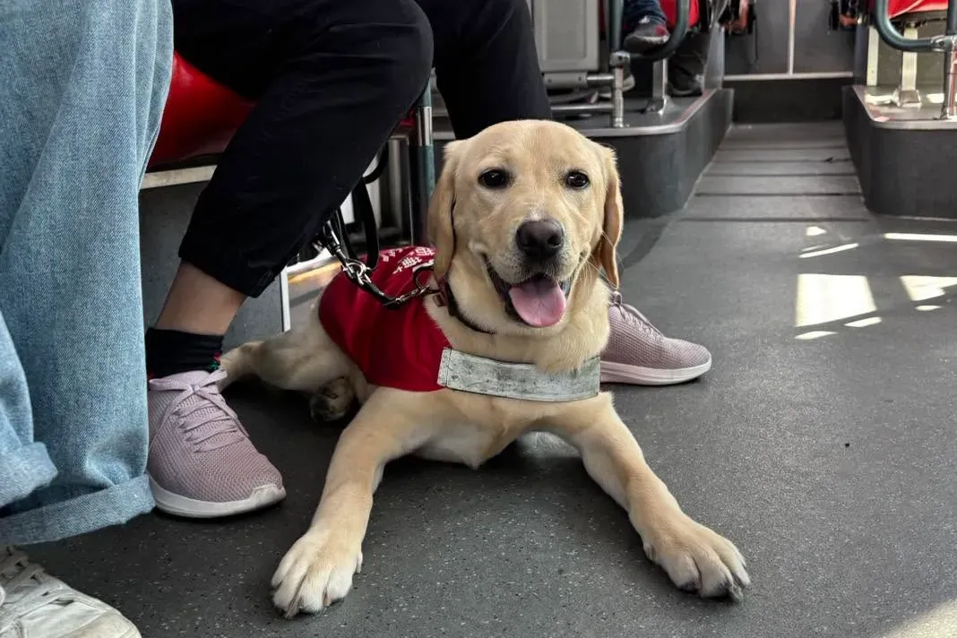 法規通過 22 年，導盲犬仍被拒於門外！專家：工作犬不會吠叫或攻擊人's story cover image