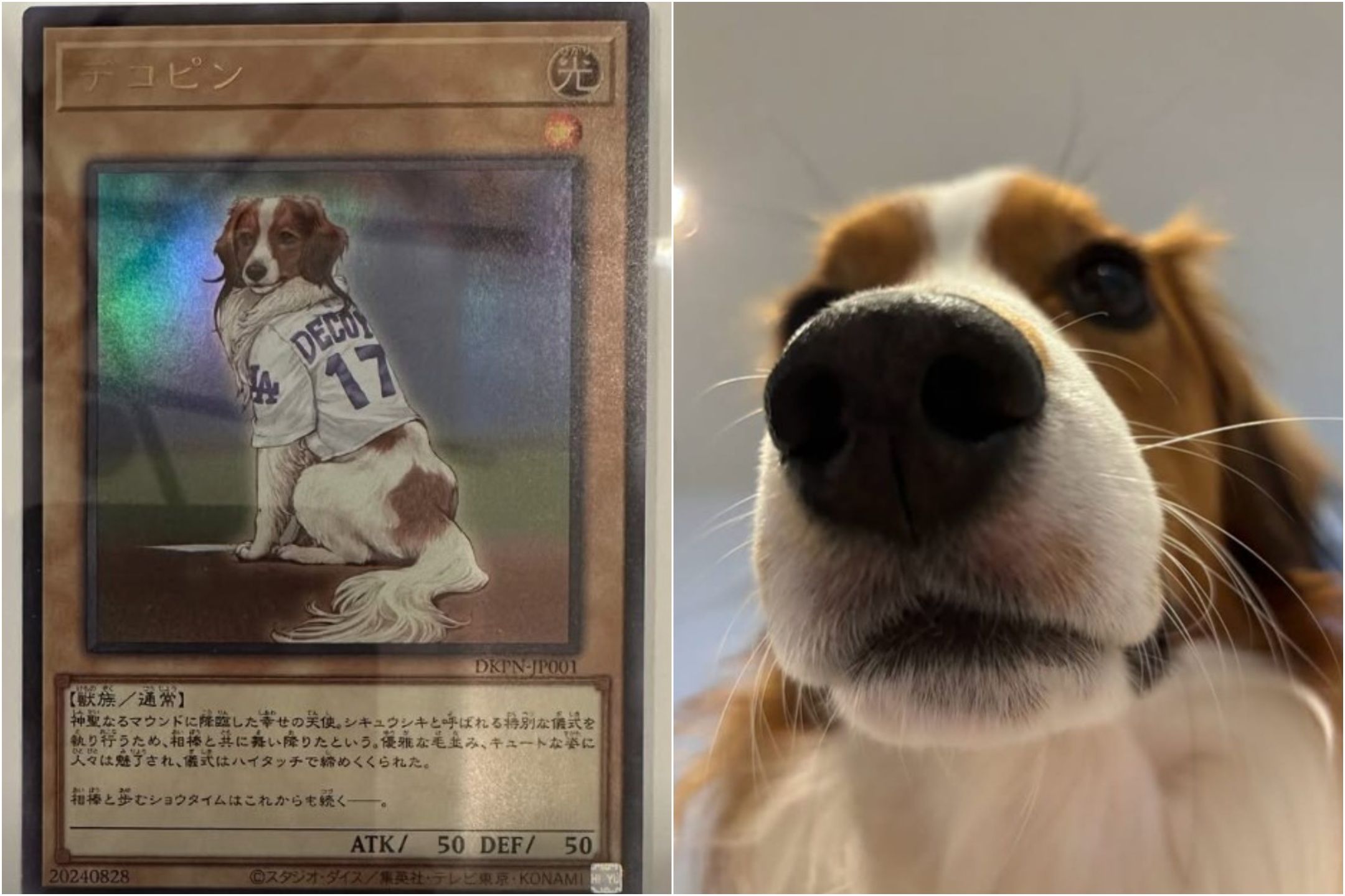 愛犬登遊戲王卡牌！重現投手丘英姿　大谷翔平：輪到我抽卡's story cover image
