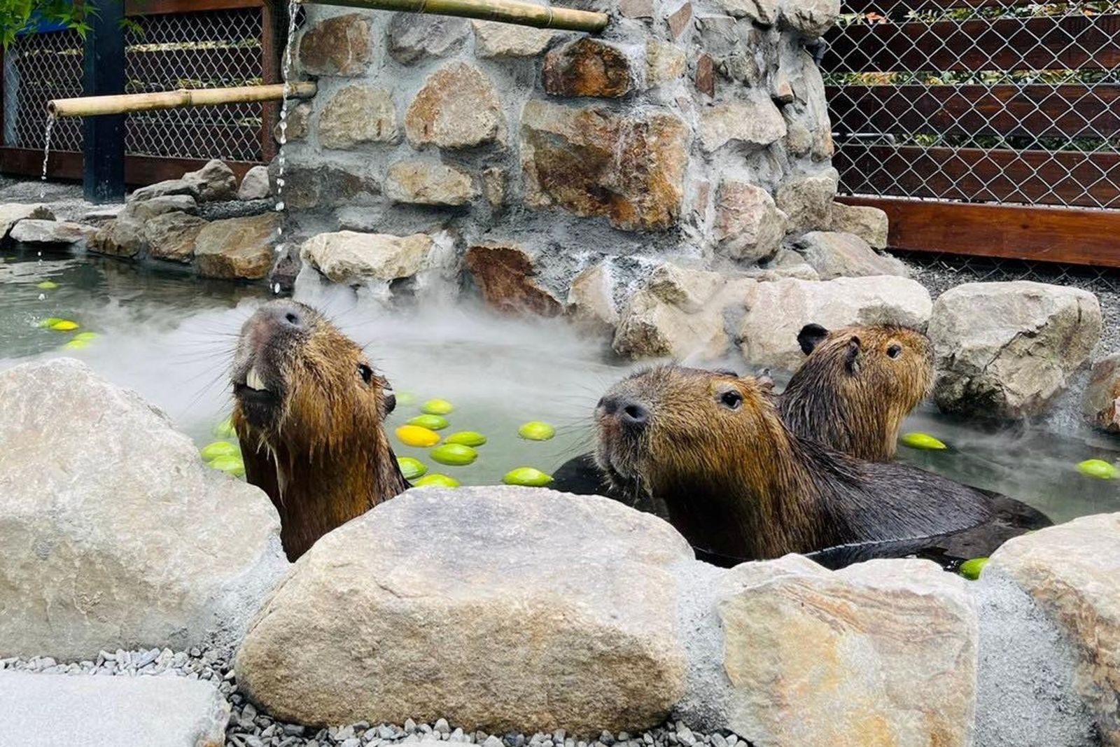 張美阿嬤兒害死動物　Google地圖遭改「王老先生投毒休閒農場」's story cover image