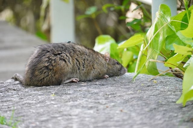 北市漢他病毒釀1死、捷運傳鼠患　蔣萬安動員全市地毯式清消's story cover image