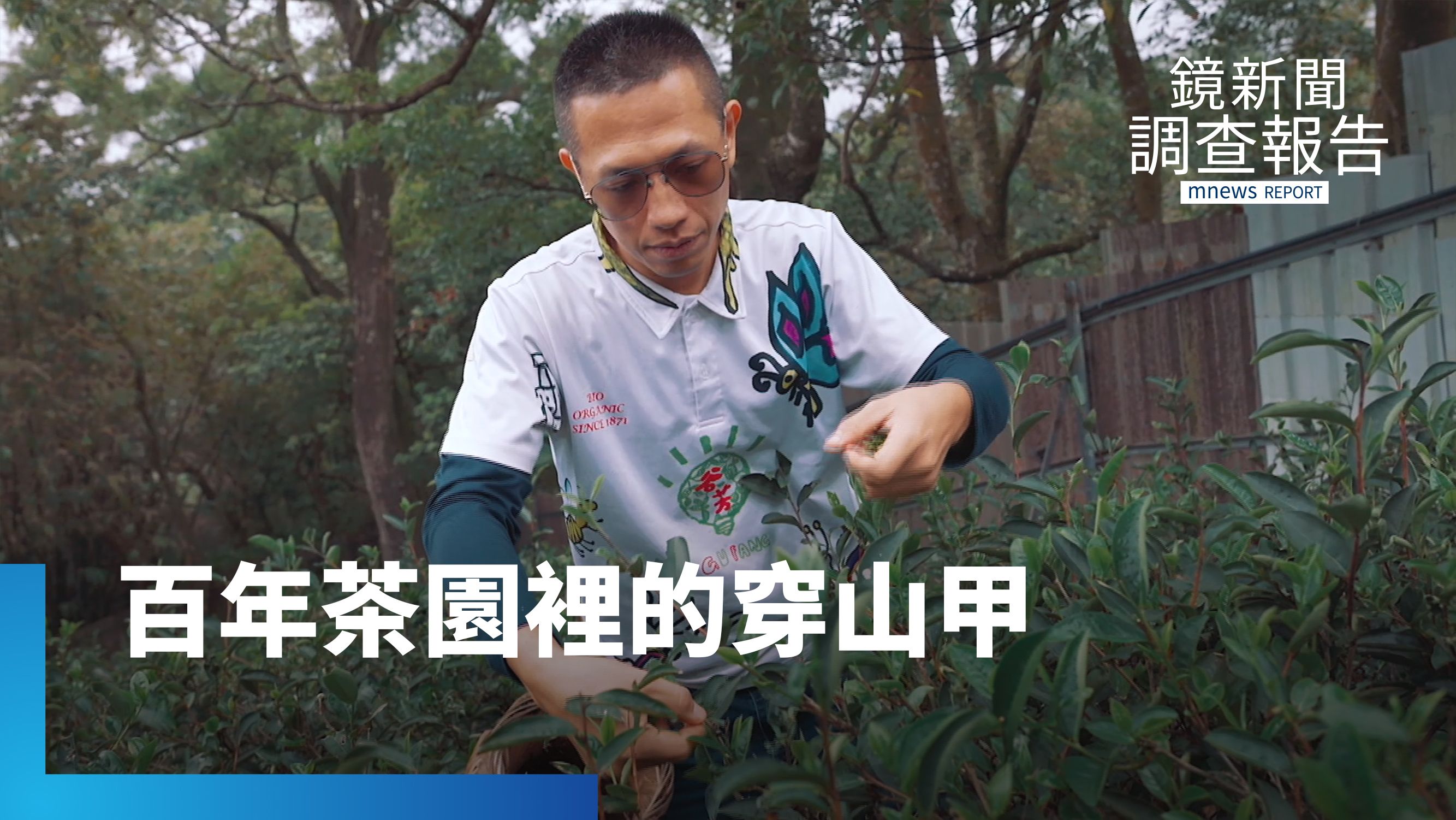 百年茶園有機種植與環境共好　穿山甲現蹤獲綠保標章｜永續行動 標章指南's story cover image