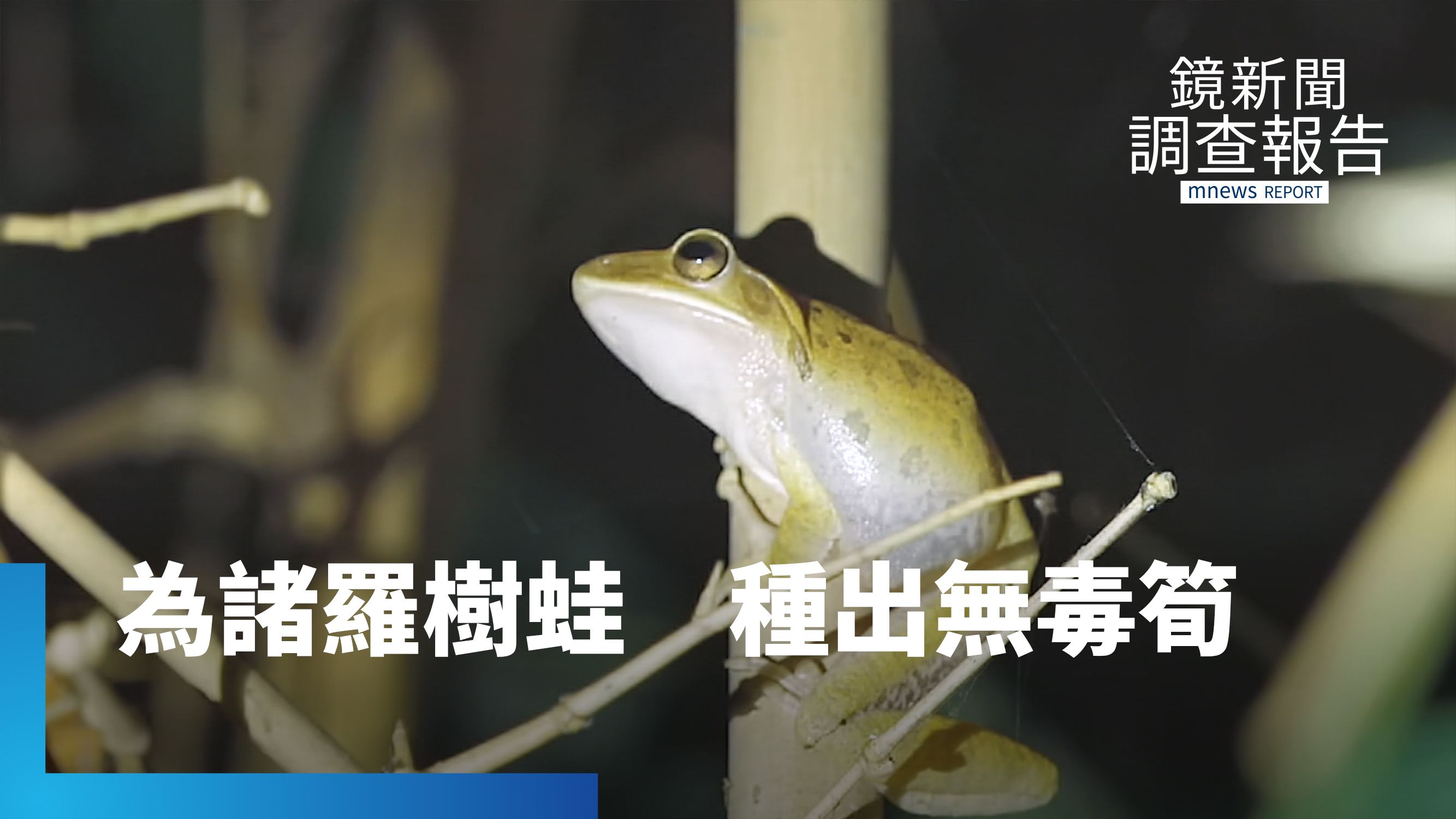 雲嘉南農地改種鳳梨、稻米！諸羅樹蛙瀕危　無毒筍園讓他們有家｜永續行動 標章指南's story cover image