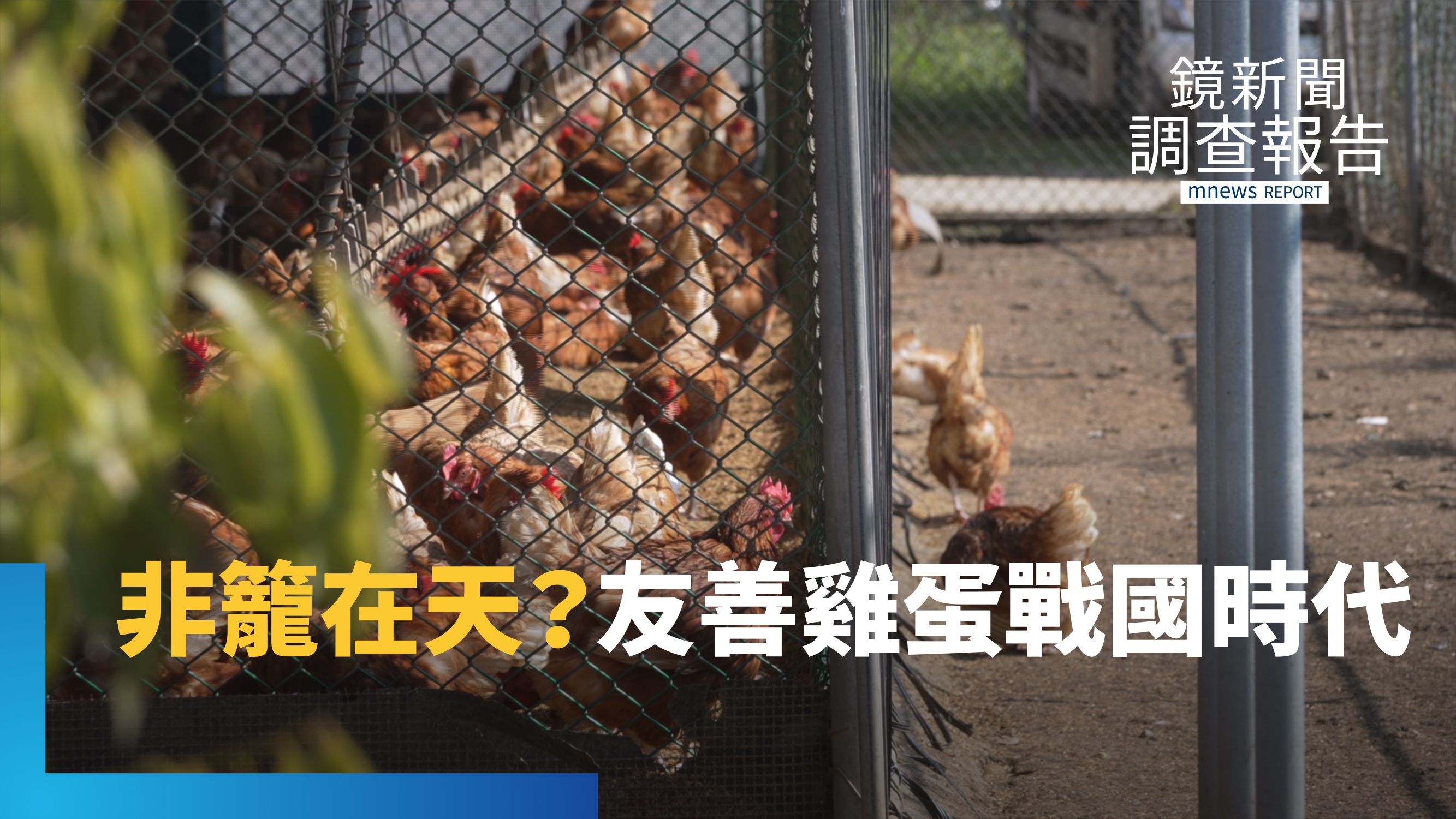 雞蛋標章戰國時代！8種認證誰真友善？直擊楊梅放牧貴婦雞　揭開動福標章迷霧｜永續行動 標章指南's story cover image