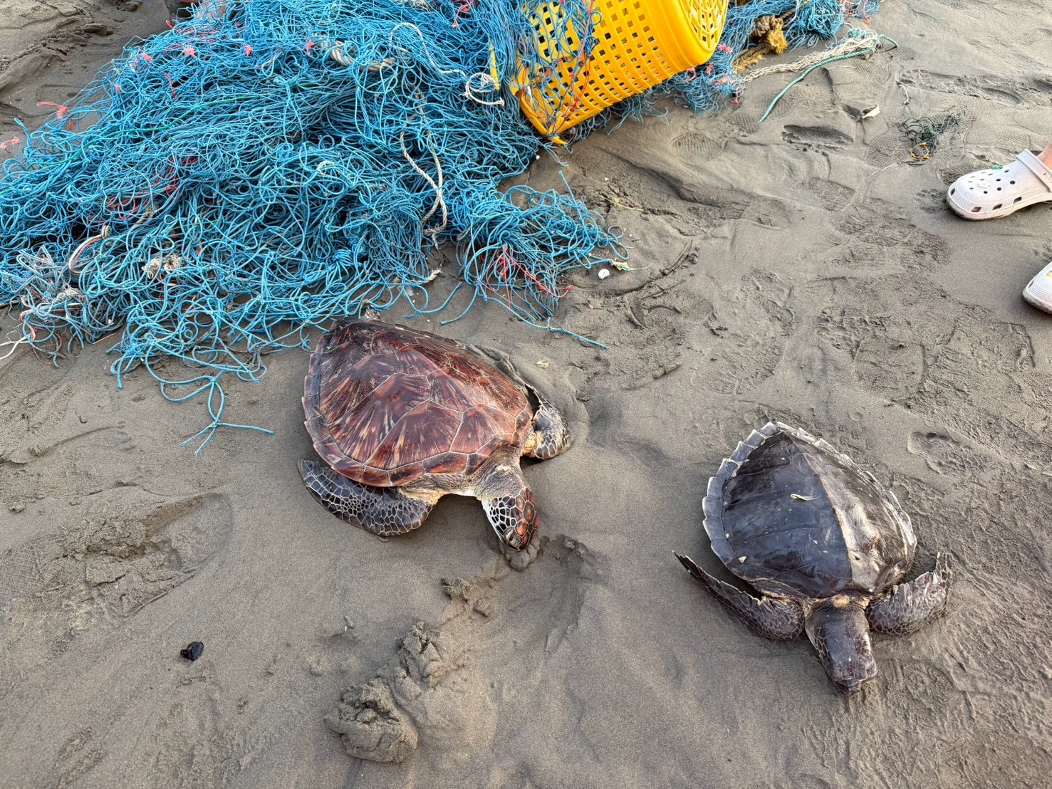 3隻保育海龜纏漁網擱淺台南沙洲、活動力趨弱　海巡獲報成功救回's story cover image
