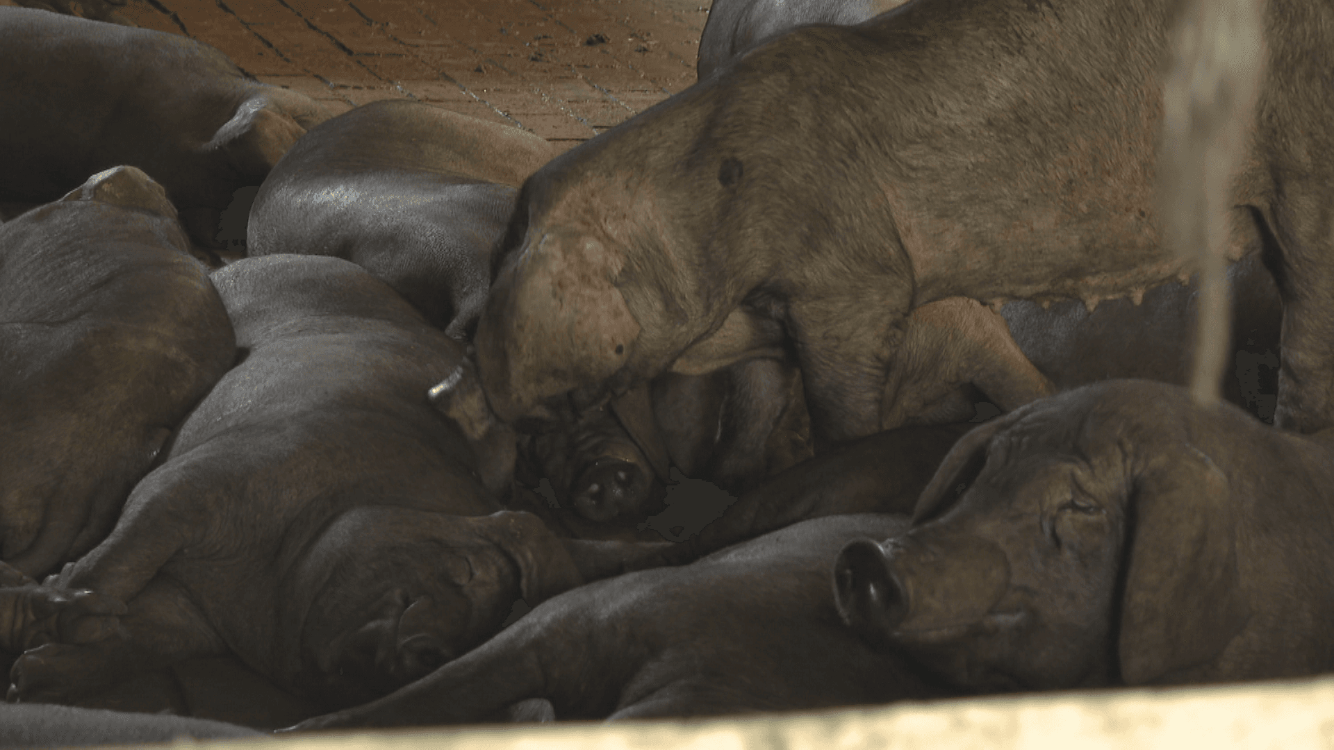 台灣豬恢復出口進度再推進　卓榮泰：5/14正式銷菲律賓's story cover image