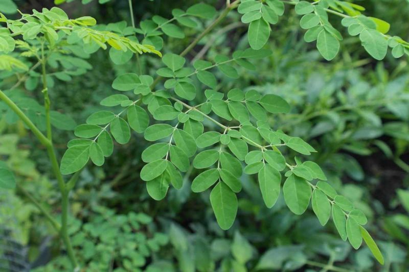 來自古希臘奧祕！「奇蹟之樹」能過濾自來水98%塑膠微粒　效果超越明礬's OG Image