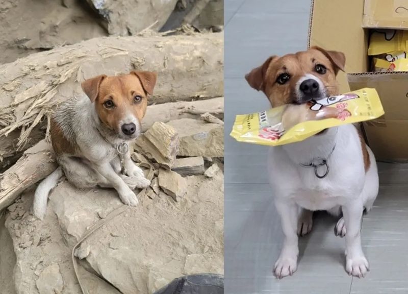 Wilson死因成謎！領犬員遭爆「已領新搜救犬Harry」10月將參加犬訓　引爆全網炸鍋：不是調職？'s story cover image