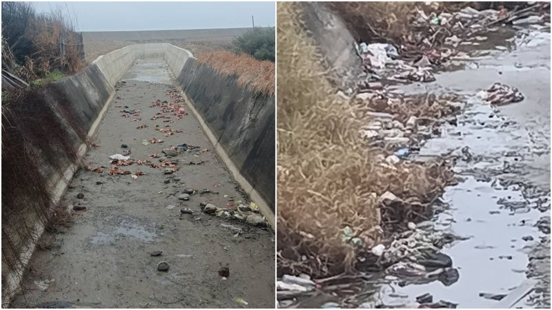 苗栗後龍大排驚見百隻病死雞屍體！畫面震撼　處置方式曝光