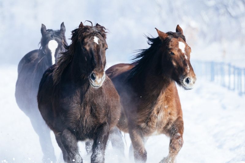 2026馬上有錢！馬年吉祥話懶人包　看完春節走跳不辭窮