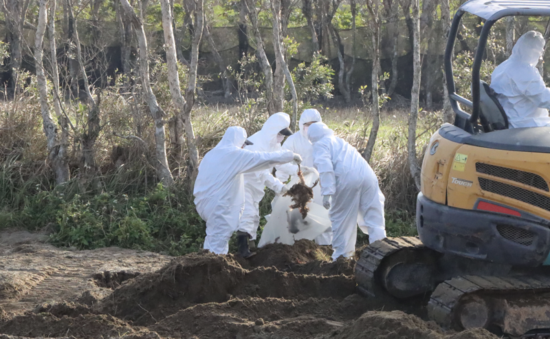 千隻死雞埋苗栗！地主竟擋開挖　鍾東錦怒批可惡：改刑事案件偵辦