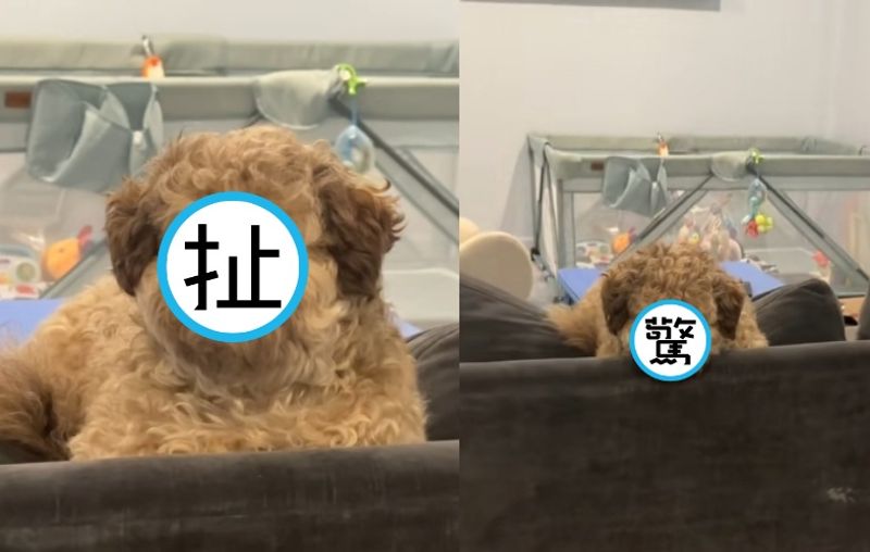 有片／「人臉汪」像極上班族哀怨表情！還被認成好萊塢明星　飼主親曝像人類原因's story cover image