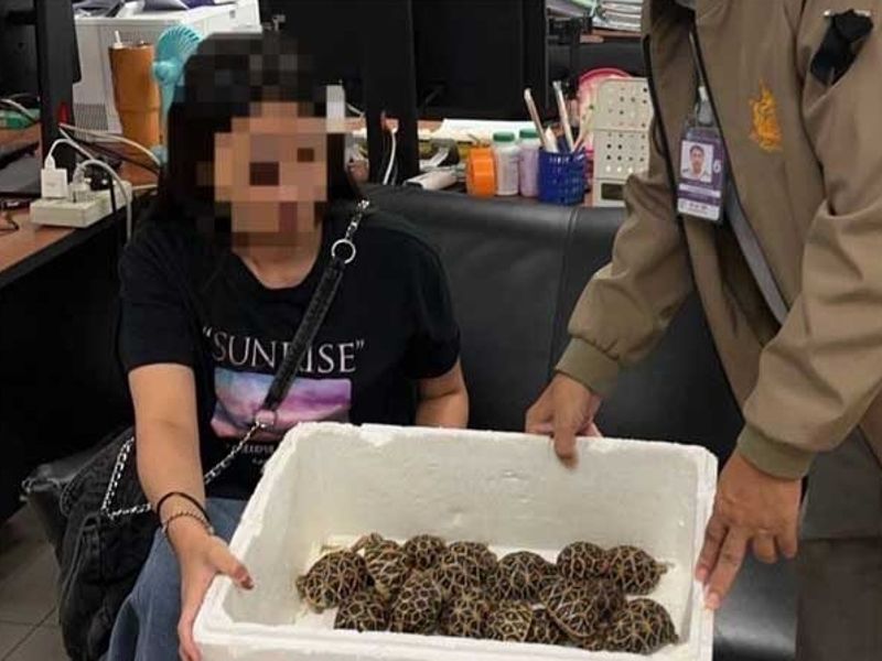 全身纏繞「30隻印度星龜」　19歲台女走私行跡詭異！泰國機場闖關被逮