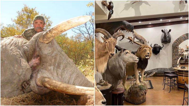 獵殺無數動物！美百萬富翁「最終反成獵物」　慘死象群腳下