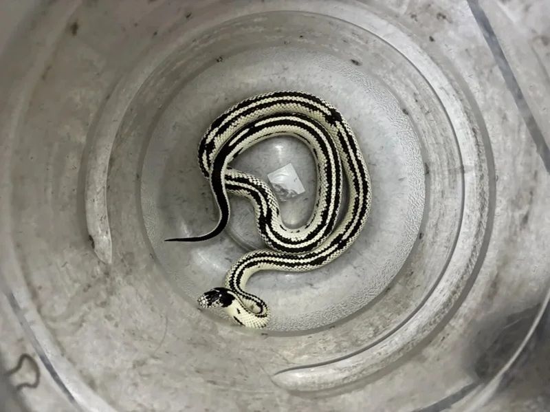 寵物蛇搭捷運偷溜！粗心飼主下車看網路才知闖禍　最重被罰4500元's story cover image