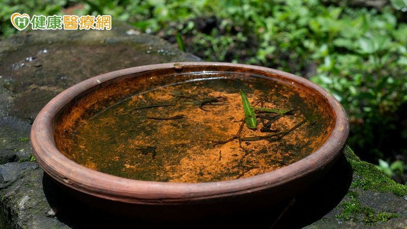 豪雨後登革熱風險升高！疾管署教「4招」防病媒蚊　發燒、頭痛要注意's story cover image