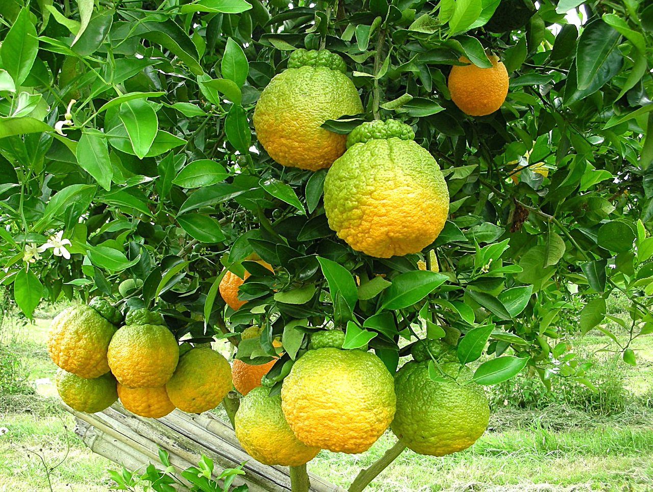 特色柑橘博覽會》不知火豐美味濃、天王柑送禮氣派，手指檸檬好珍稀，三寶柑是綜合寶貝's story cover image