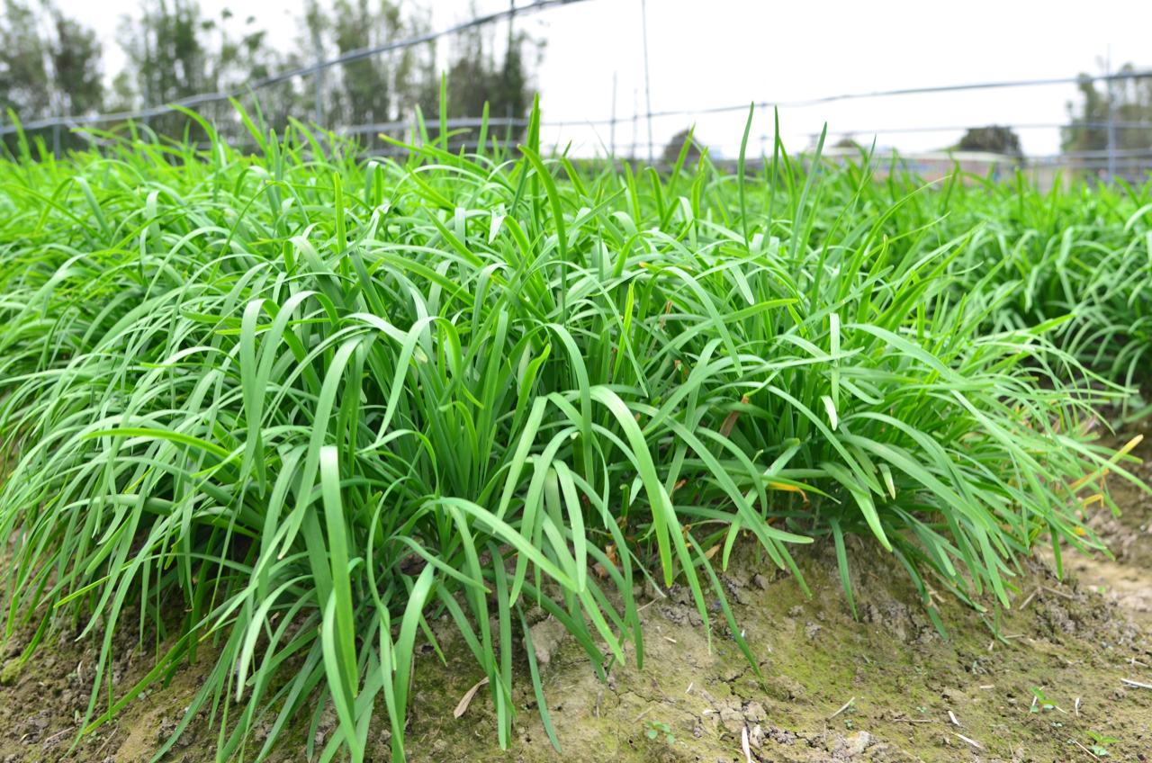【韭菜秘密】為何大盤最愛割韭菜？白頭青頭、大葉小葉誰好吃？韭蔥也是韭菜嗎？'s story cover image
