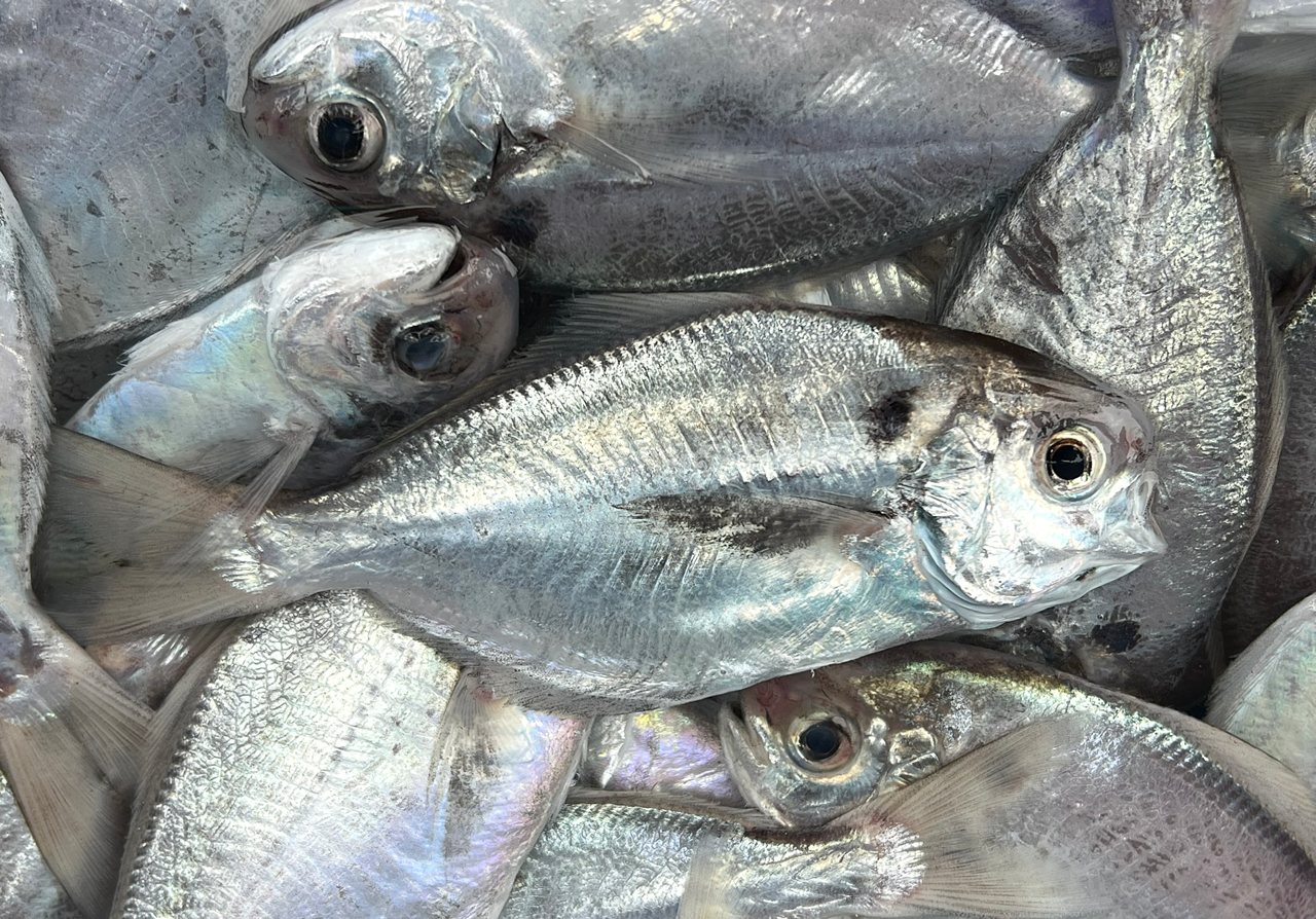 肉魚解密》肉鯽仔曾是台灣國民魚，為何越來越貴？高達九成進口，中國最大宗's story cover image