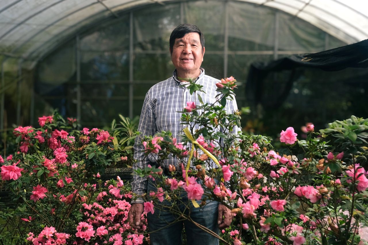 花農自學成育種家，柳枝芳育成 600 多種「萬里新杜鵑」，讓故鄉因杜鵑發光's story cover image