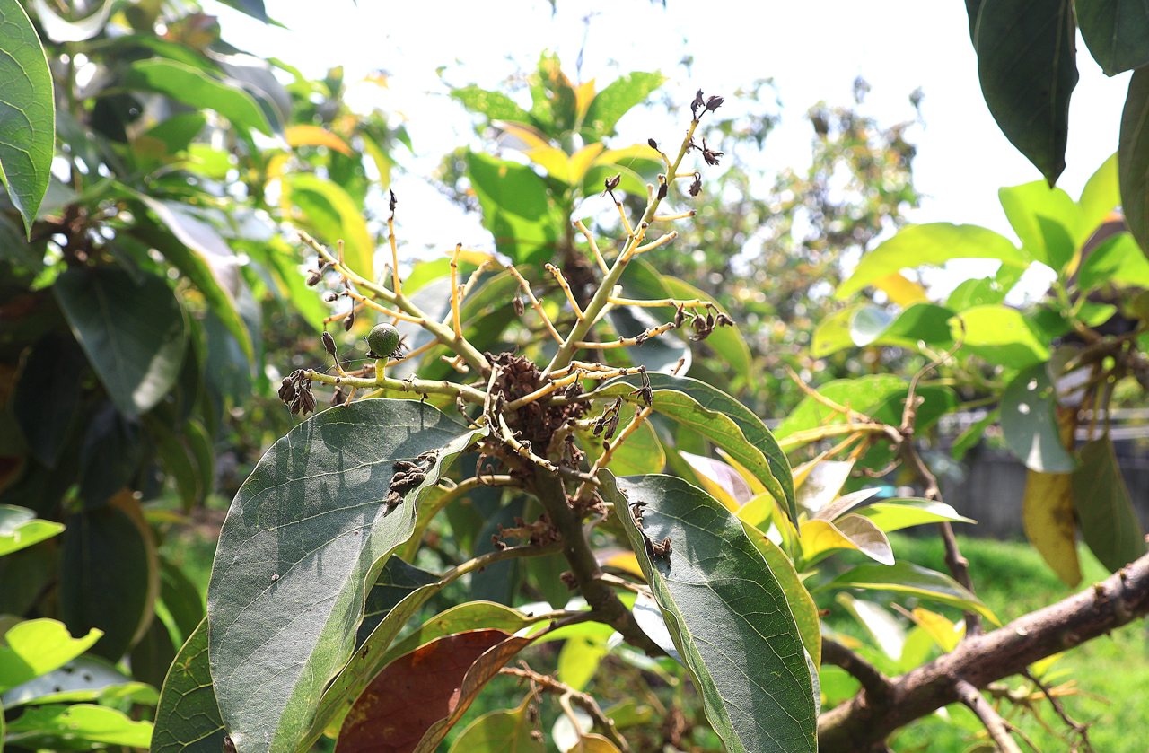 天氣驟變影響授粉，屏東酪梨僅剩 2 成，全國酪梨產區恐都不樂觀's story cover image