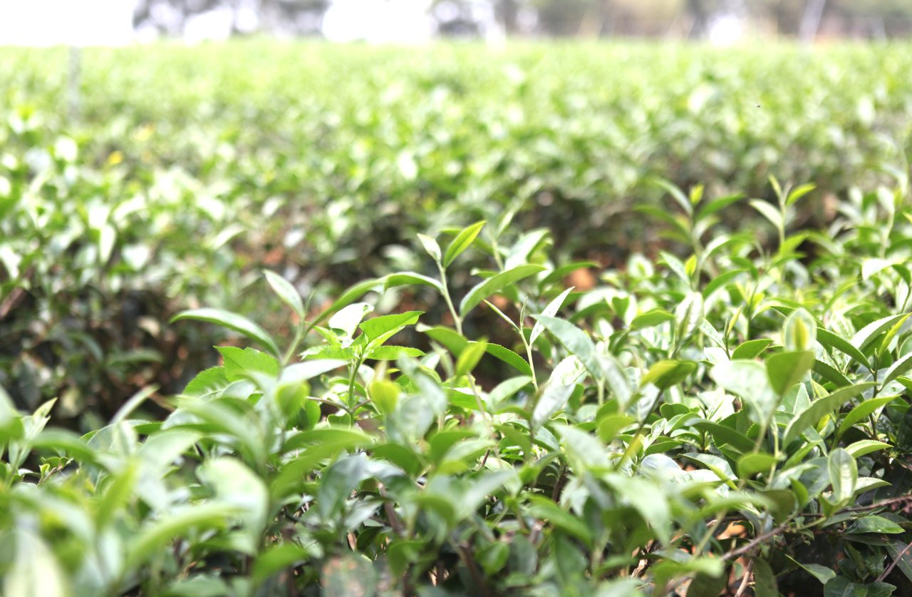 貿易戰爭 06》台灣茶拼配外國茶，是國際常規或有洗產地疑慮？應加強來源國標示's story cover image