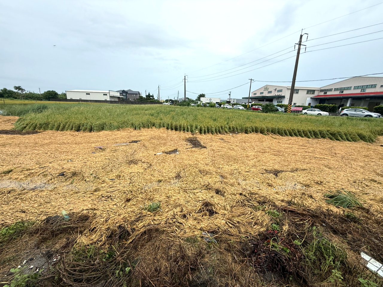 丹娜絲颱風0712》彰化掃颱風尾，雷雨狂轟，稻米、菊花、瓜菜損失慘重's story cover image