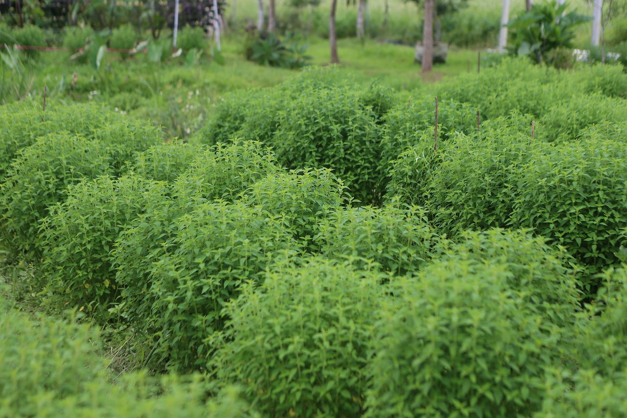 從天然痱子草，到進軍日本香氛精油，「犬香薷」帶薰衣草及果蜜香，成雙連埤社區之寶's story cover image